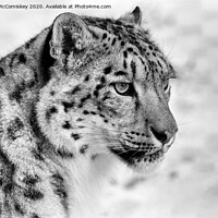 Buy canvas prints of Snow leopard portrait mono by Angus McComiskey