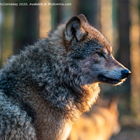 Buy canvas prints of European grey wolf by Angus McComiskey