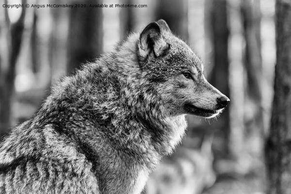 European grey wolf mono Picture Board by Angus McComiskey