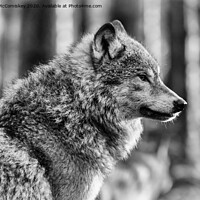 Buy canvas prints of European grey wolf mono by Angus McComiskey