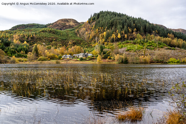 Loch Chon reeds Picture Board by Angus McComiskey