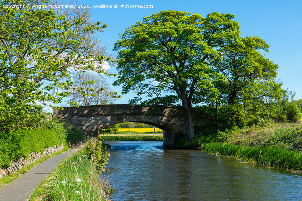 Bridge 41 on Union Canal Picture Board by Angus McComiskey