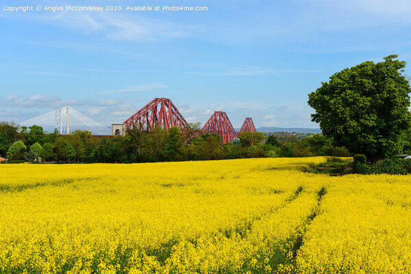 Yellow rapeseed field with Forth Bridges Picture Board by Angus McComiskey