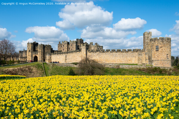 Alnwick Castle daffodils Picture Board by Angus McComiskey