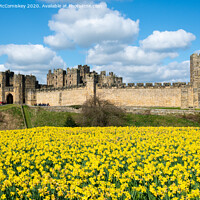 Buy canvas prints of Alnwick Castle daffodils by Angus McComiskey