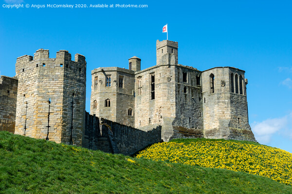 Warkworth Castle springtime Picture Board by Angus McComiskey