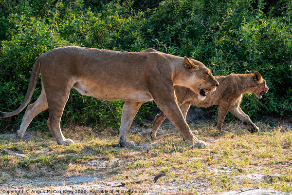 Lions on the prowl in Botswana Picture Board by Angus McComiskey