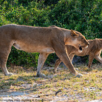 Buy canvas prints of Lions on the prowl in Botswana by Angus McComiskey