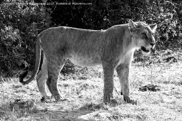Watchful young male African lion, Botswana mono Picture Board by Angus McComiskey