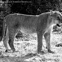 Buy canvas prints of Watchful young male African lion, Botswana mono by Angus McComiskey