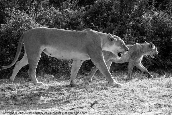 Lions on the prowl in Botswana mono Picture Board by Angus McComiskey