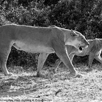 Buy canvas prints of Lions on the prowl in Botswana mono by Angus McComiskey
