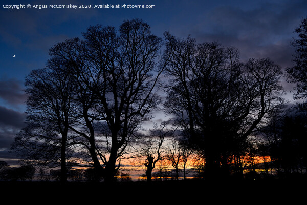 Silhouette of winter trees Picture Board by Angus McComiskey