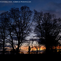 Buy canvas prints of Silhouette of winter trees by Angus McComiskey