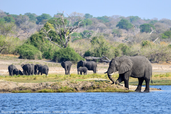 On the bank of the Chobe River, Botswana Picture Board by Angus McComiskey
