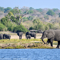 Buy canvas prints of On the bank of the Chobe River, Botswana by Angus McComiskey