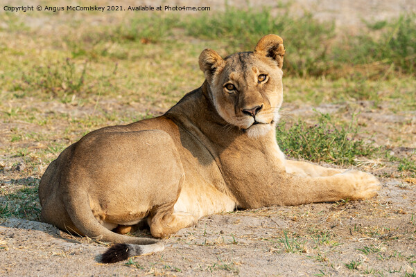 Lioness waiting for cub Picture Board by Angus McComiskey