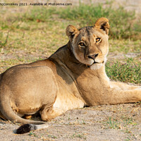Buy canvas prints of Lioness waiting for cub by Angus McComiskey