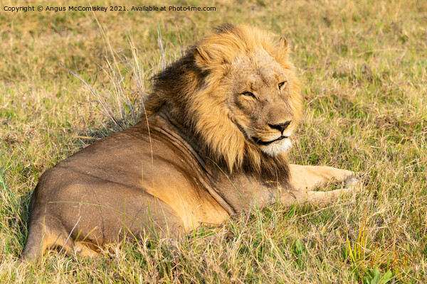 Male lion Botswana Picture Board by Angus McComiskey