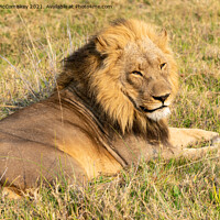 Buy canvas prints of Male lion Botswana by Angus McComiskey
