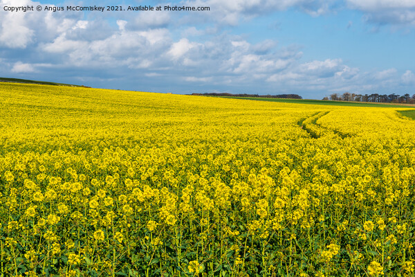 Yellow rapeseed field Northumberland Picture Board by Angus McComiskey