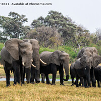 Buy canvas prints of Elephants leaving river in Okavango Delta by Angus McComiskey