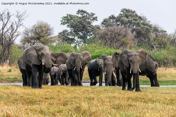 Family of Elephants leaving river, Okavango Delta Picture Board by Angus McComiskey