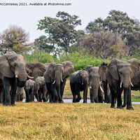 Buy canvas prints of Family of Elephants leaving river, Okavango Delta by Angus McComiskey