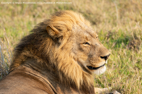 Male lion portrait Botswana Picture Board by Angus McComiskey