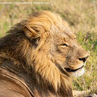 Buy canvas prints of Male lion portrait Botswana by Angus McComiskey