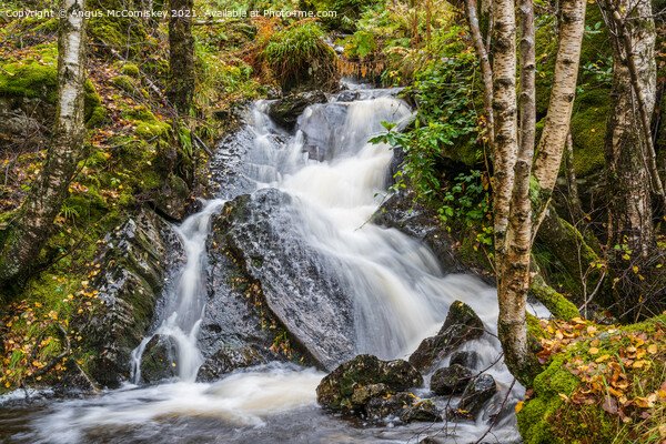 Woodland waterfall Trossachs, Scotland Picture Board by Angus McComiskey
