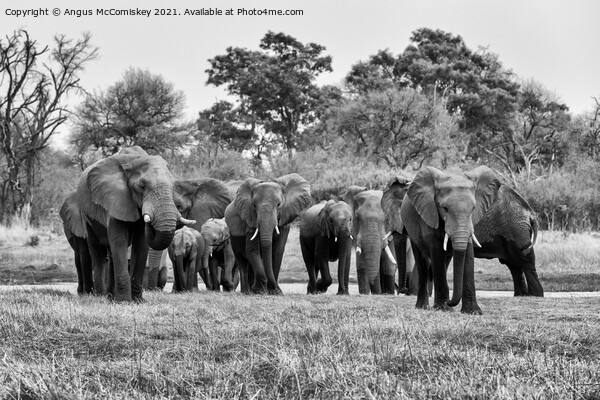 Elephants leaving river in Okavango Delta #2 mono Picture Board by Angus McComiskey