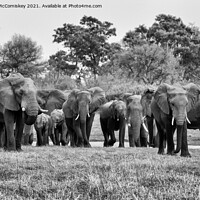 Buy canvas prints of Elephants leaving river in Okavango Delta #2 mono by Angus McComiskey