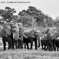 Buy canvas prints of Elephants leaving river in Okavango Delta mono by Angus McComiskey