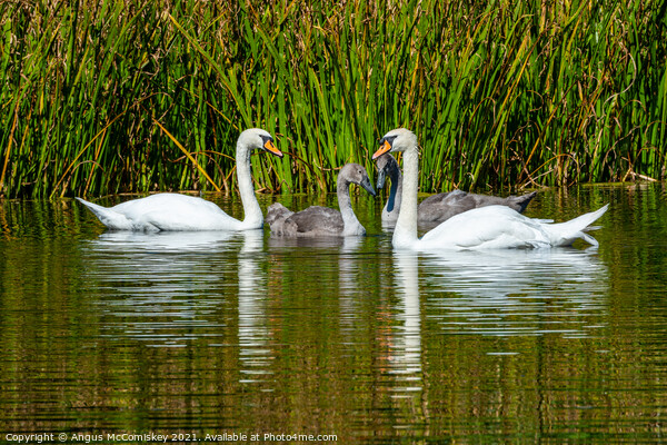 Adult swans with cygnets in reed bed, Scotland Picture Board by Angus McComiskey