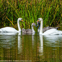 Buy canvas prints of Adult swans with cygnets in reed bed, Scotland by Angus McComiskey