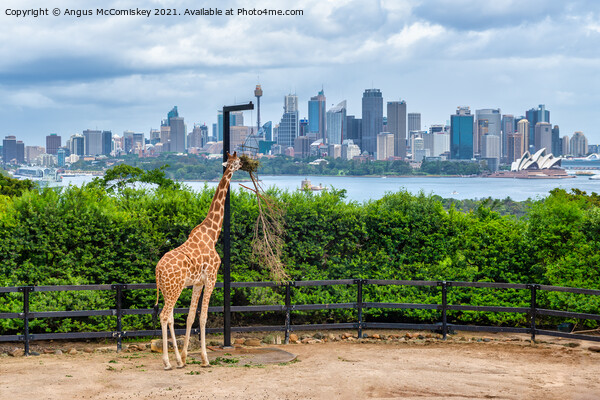 Sydney skyline with giraffe Picture Board by Angus McComiskey