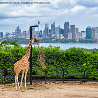 Buy canvas prints of Sydney skyline with giraffe by Angus McComiskey