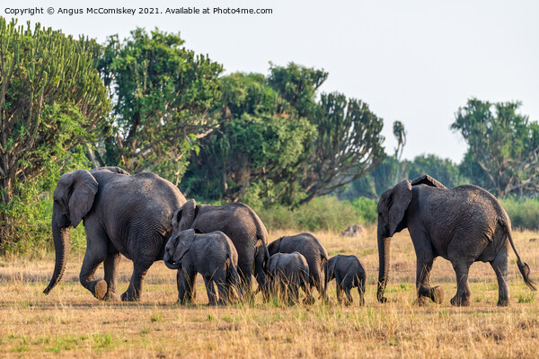 Elephants on the move, Uganda Picture Board by Angus McComiskey