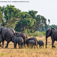 Buy canvas prints of Elephants on the move, Uganda by Angus McComiskey