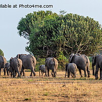Buy canvas prints of Elephants on the move panorama, Uganda by Angus McComiskey