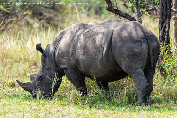 Southern White Rhino, Ziwa Rhino Sanctuary, Uganda Picture Board by Angus McComiskey