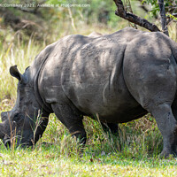 Buy canvas prints of Southern White Rhino, Ziwa Rhino Sanctuary, Uganda by Angus McComiskey