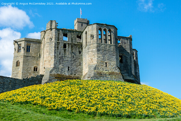 Warkworth Castle daffodils Picture Board by Angus McComiskey