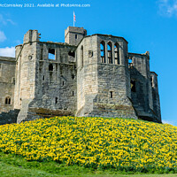 Buy canvas prints of Warkworth Castle daffodils by Angus McComiskey