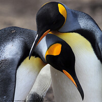 Buy canvas prints of King Penguin Pair, Falkland Islands by Alan Crawford