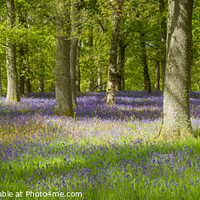 Buy canvas prints of Bluebell Wood in Scotland by Alan Crawford