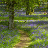 Buy canvas prints of Kinclaven Bluebell Woods by Alan Crawford