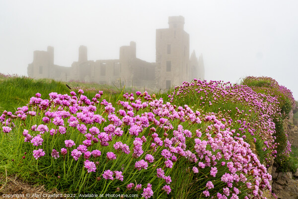 Sea Thrift at Slains Castle, Scotland Picture Board by Alan Crawford