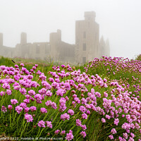 Buy canvas prints of Sea Thrift at Slains Castle, Scotland by Alan Crawford